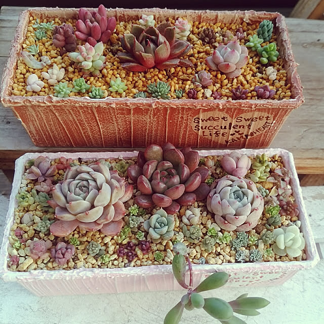 多肉植物 セダム アクレ アウレウム 3号ポット苗 ガーデニング 寄せ植え 花苗 多肉植物 グランドカバー 宿根草 多年草のレビュー クチコミとして参考になる投稿3枚