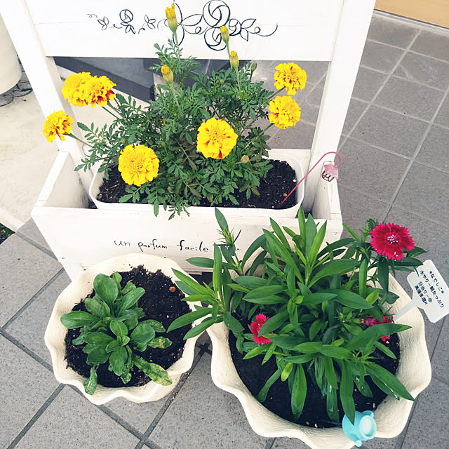 ローズシェールs 寄せ植え 木製プランター 国産品 鉢 おしゃれなガーデニングのレビュー クチコミとして参考になる投稿14枚 Roomclip ルームクリップ