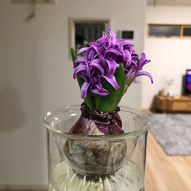 球根の水栽容器や切花の鑑賞に Bulb Vase Short ヒヤシンス水栽培用容器 のレビュー クチコミとして参考になる投稿8枚 Roomclipショッピング