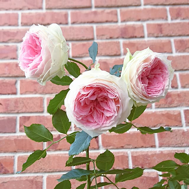 写真付きレビュー 即納 バラ苗 パシュミナ Ant淡桃 国産苗 新苗 6号鉢植え品 J Irm2 の通販商品 口コミ情報 Roomclipショッピング