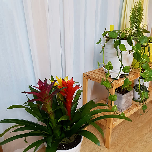 観葉植物 グズマニア 7号 激安 おしゃれな大型観葉植物6999円 母の日 お部屋のインテリア装飾 法人 飲食店など店舗の飾りに新築祝い開店祝い お祝いの贈り物 最安値 贈答 父の日 ギフト プレゼント のレビュー クチコミとして参考になる投稿1枚 Roomclip 観葉植物 グズマニア 7号 激安 おしゃれな大型観葉植物6999円 母の日 お部屋のインテリア装飾 法人 飲食店など店舗の飾りに新築祝い開店祝い お祝いの贈り物 最安値 贈答 父の日 ギフト プレゼント のレビュー クチコミとして参考になる投稿1枚 Roomclip