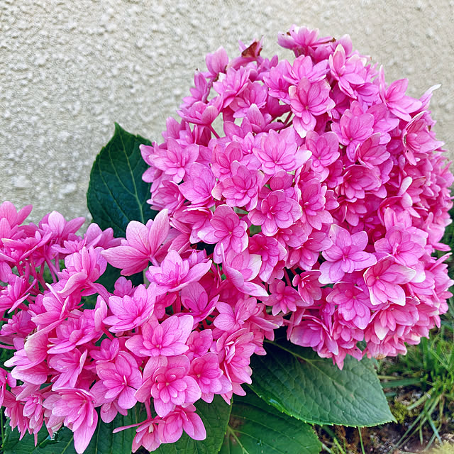 植物 ハイドランジア カワイイ コレクション 春初夏 アジサイ ごきげんよう 5号のレビュー クチコミとして参考になる投稿1枚 Roomclip ルームクリップ 植物 ハイドランジア カワイイ コレクション 春初夏 アジサイ ごきげんよう 5号のレビュー クチコミとして参考になる投稿1枚 Roomclip ルームクリップ