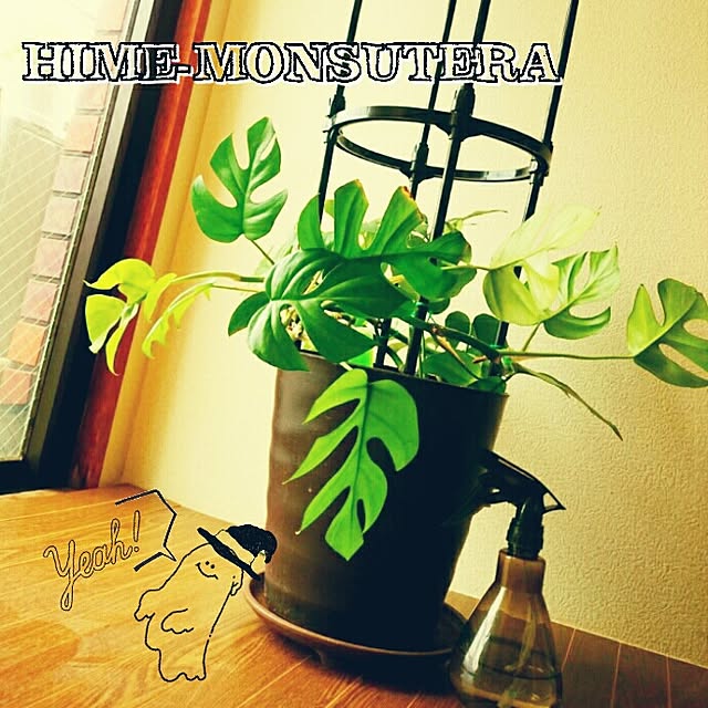 ベッド周り 観葉植物 姫モンステラ ヒメモンステラ ブログやってます などのインテリア実例 14 10 22 19 33 26 Roomclip ルームクリップ