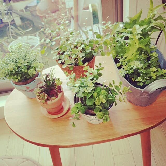 リビング/観葉植物/3COINS/多肉の寄せ植え/フェイクグリーンのインテリア実例 - 2014-02-25 09:26:40