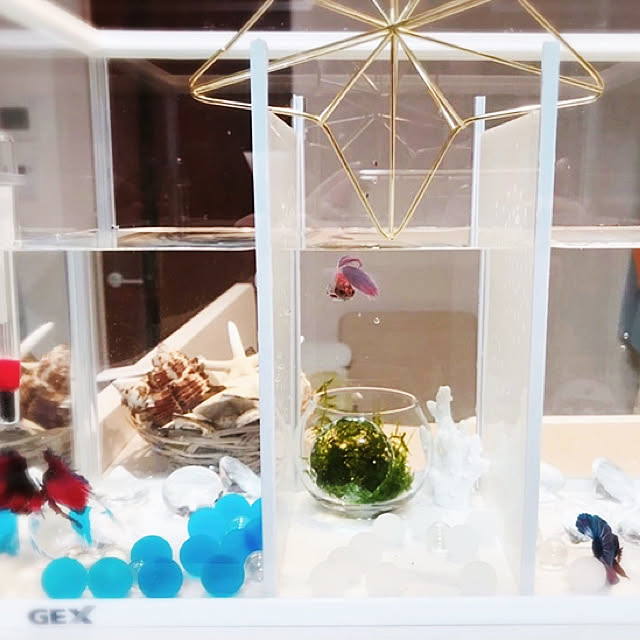 ベタ 水槽 アクアリウム Diy ハンドメイド リビングのインテリア実例 21 05 30 15 53 14 Roomclip ルームクリップ ベタ 水槽 アクアリウム Diy ハンドメイド リビングのインテリア実例 21 05 30 15 53 14 Roomclip ルームクリップ