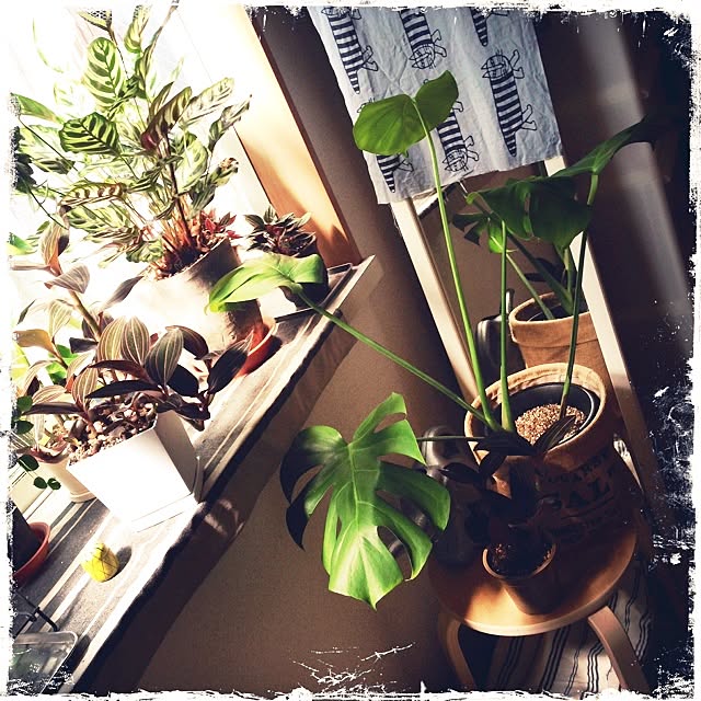 キッチン/植物/観葉植物/多肉植物/モンステラ...などのインテリア実例 - 2014-09-30 11:00:30