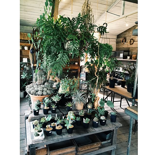 机 なかの商店 我が家ではない 観葉植物 大物観葉植物 などのインテリア実例 16 07 10 17 16 28 Roomclip ルームクリップ