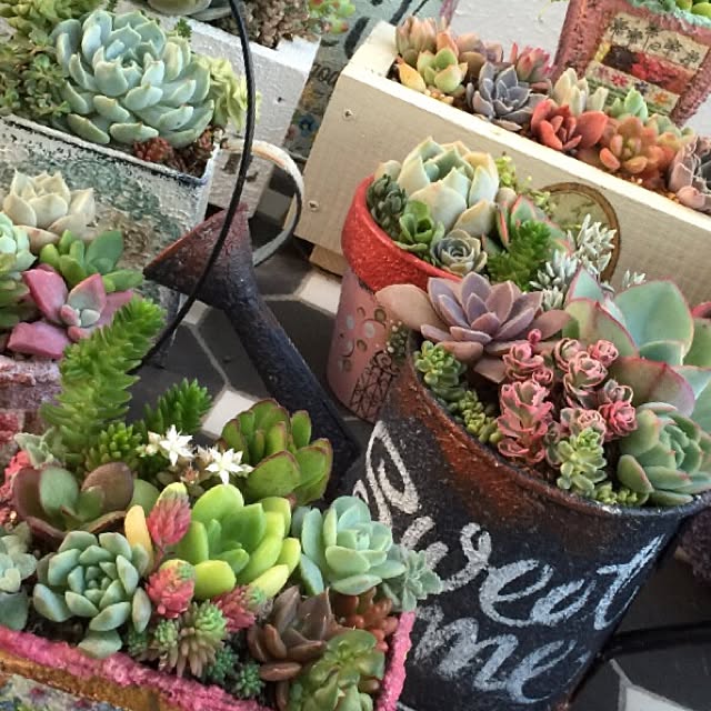 玄関 入り口 多肉植物 リメ鉢 手作りプランター トールペイント などのインテリア実例 16 06 01 19 43 33 Roomclip ルームクリップ