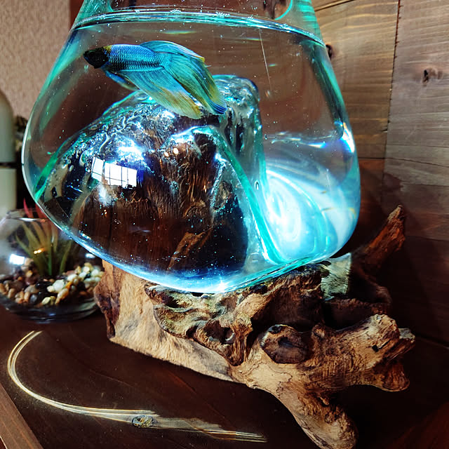 ダイソー 金魚鉢のまとめページ Roomclip ルームクリップ