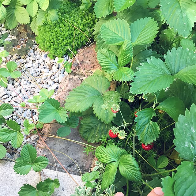 ワイルドストロベリー 赤実 ハーブの苗 9cmポットのレビュー クチコミとして参考になる投稿1枚 Roomclip ルームクリップ