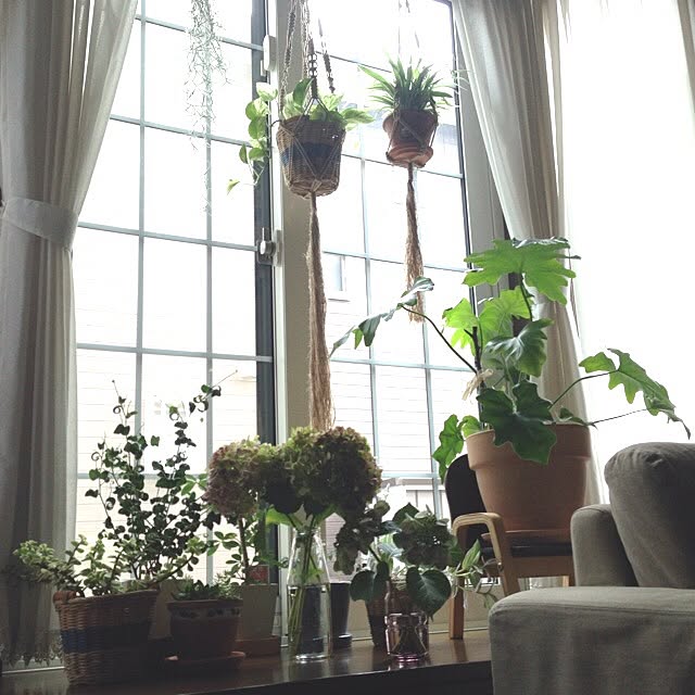 すべての美しい花の画像 ラブリー出窓 観葉 植物 すべての美しい花の画像 ラブリー出窓 観葉 植物