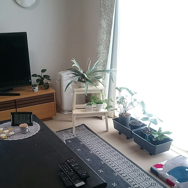 観葉植物 今月のおすすめ 送料無料 コウモリランの苔玉 ヴィーチー おしゃれな部屋のマストアイテムのレビュー クチコミとして参考になる投稿78枚 Roomclip ルームクリップ 観葉植物 今月のおすすめ 送料無料 コウモリランの苔玉 ヴィーチー おしゃれな部屋のマストアイテムのレビュー クチコミとして参考になる投稿78枚 Roomclip ルームクリップ