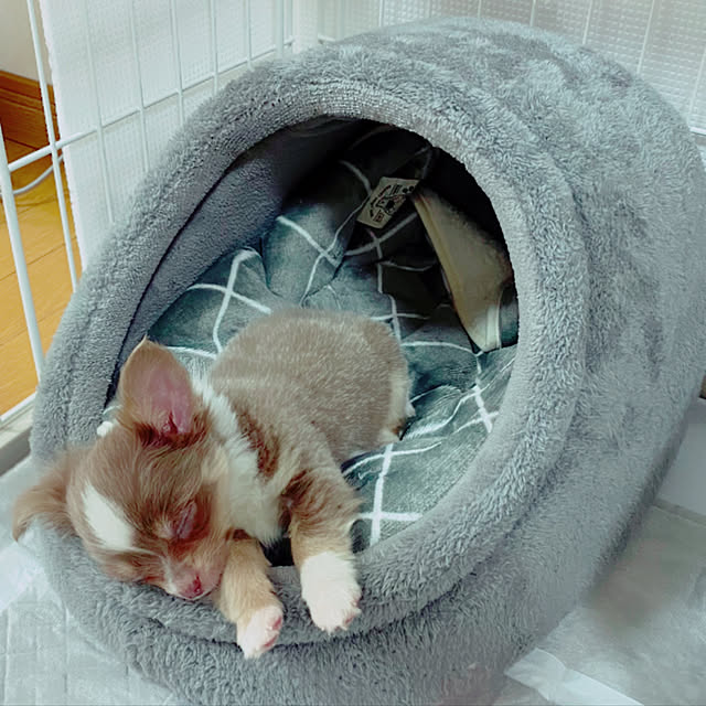 写真付きレビュー Petstyle ドーム型 ペットベッド 犬 猫 ベッド 冬 おしゃれ ハウス 暖かい ペット ふわふわ ボア 犬用ベッド ネコベッド ドームベッド Lサイズ 秋冬 グレー マットタイプ の通販商品 口コミ情報 Roomclipショッピング 写真付きレビュー Petstyle ドーム型 ペットベッド 犬 猫 ベッド 冬 おしゃれ ハウス 暖かい ペット ふわふわ ボア 犬用ベッド ネコベッド ドームベッド Lサイズ 秋冬 グレー マットタイプ の通販商品 口コミ情報 Roomclipショッピング