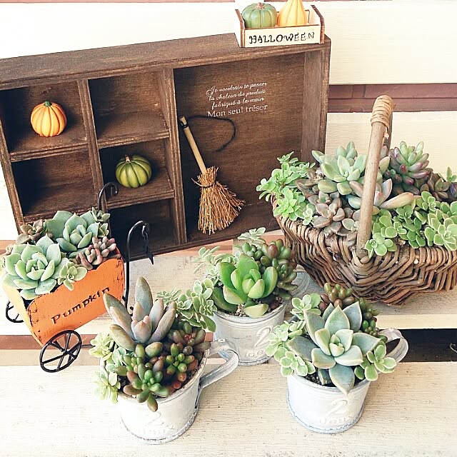 玄関 入り口 セリア 木箱 ブリキ 多肉寄せ植え などのインテリア実例 15 10 04 11 14 41 Roomclip ルームクリップ 玄関 入り口 セリア 木箱 ブリキ 多肉寄せ植え などのインテリア実例 15 10 04 11 14 41 Roomclip ルームクリップ