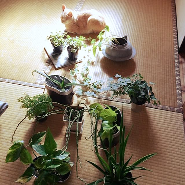 部屋全体 ポトス アイビー 日向ぼっこ 日光浴 などのインテリア実例 17 04 15 09 00 22 Roomclip ルームクリップ 部屋全体 ポトス アイビー 日向ぼっこ 日光浴 などのインテリア実例 17 04 15 09 00 22 Roomclip ルームクリップ