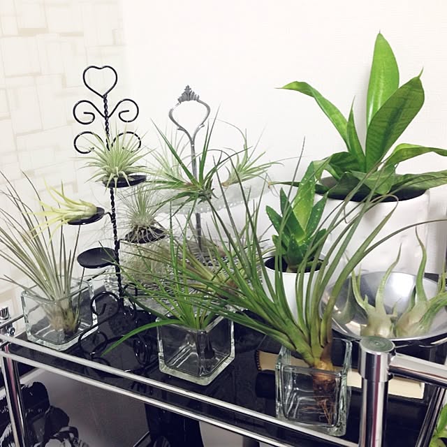 棚/モノトーン/植物ワゴン/エアプランツ/観葉植物...などのインテリア実例 - 2014-06-10 10:01:27