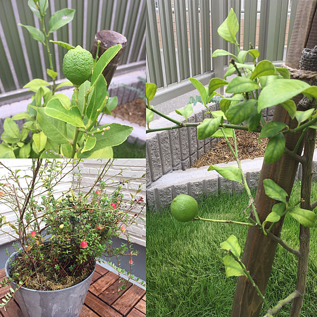 ビルベリーとクランベリーの寄せ植え アートストーン22cm鉢植え のレビュー クチコミとして参考になる投稿3枚 Roomclip ルームクリップ