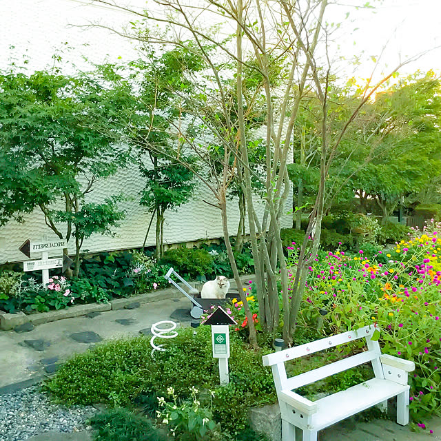 5本セット エゴノキ 樹高0 5m前後 10 5cmポット えごのき エゴの木 白い清楚な花が 枝いっぱいに咲く木 苗木 植木 苗 庭木 生け垣 シンボルツリー 落葉樹のレビュー クチコミとして参考になる投稿4枚 Roomclip ルームクリップ