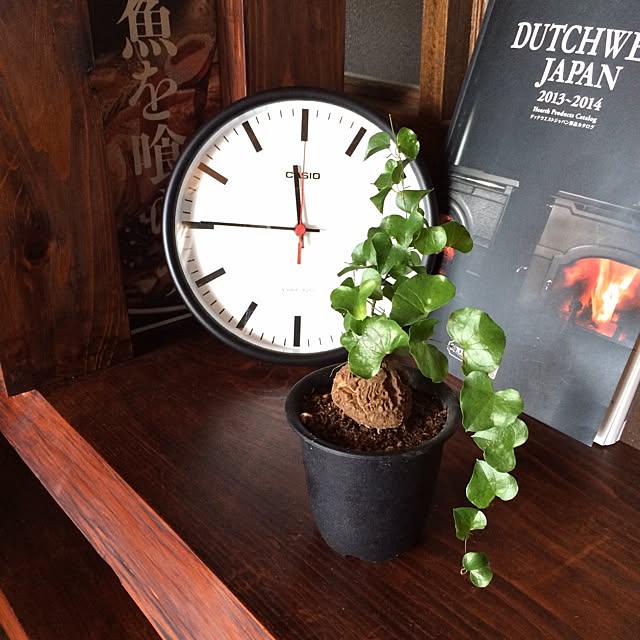 棚/亀甲竜/植物/妻は寛大であるべきか?!/私の意思は反映されていない...などのインテリア実例 - 2014-02-12 14:41:03