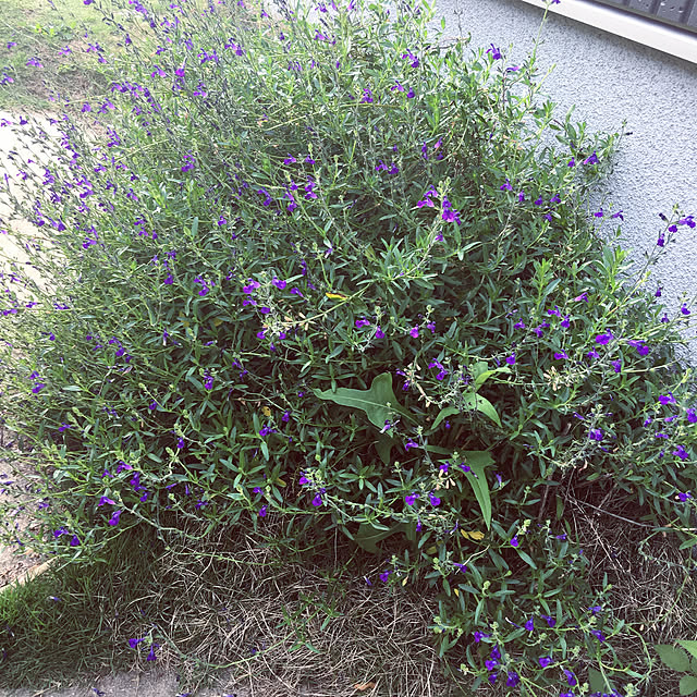 写真付きレビュー チェリーセージ ソークール ペールブルー 3 5号苗 J02 の通販商品 口コミ情報 Roomclipショッピング