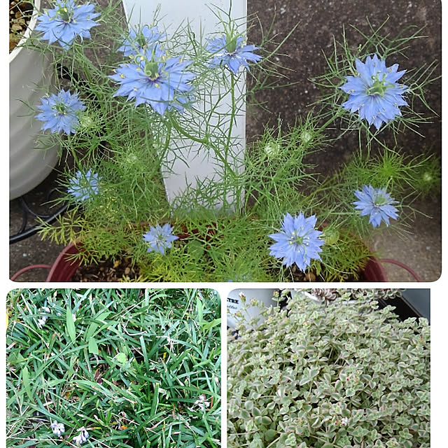 写真付きレビュー ニゲラ 種 ブルー 1袋 1000mg ニゲラの種 ニゲラの花 花たね 花の種 種子 タネ 国華園の通販商品 口コミ情報 Roomclipショッピング