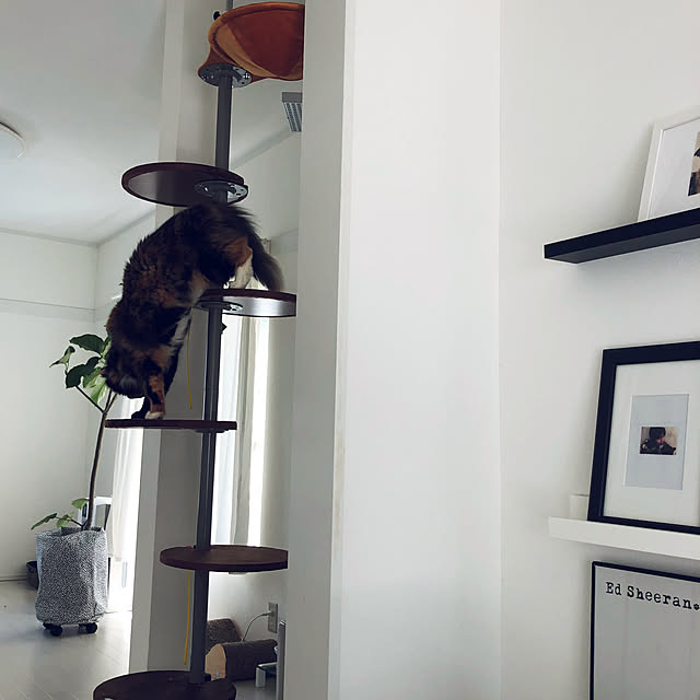 キャットタワー 突っ張り 突っ張り型 スリム キャットポール Cp Sb01 ボンビ 猫用品 猫タワー ハンモック 多頭飼い おしゃれのレビュー クチコミとして参考になる投稿31枚 Roomclip Item