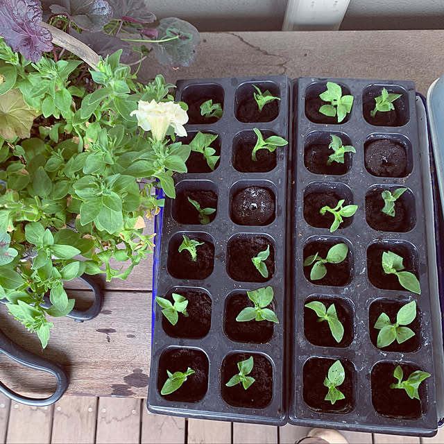 写真付きレビュー アルス 花はさみ フラワーアレンジメント鋏 剪定ばさみ 170mm Fp 17 生け花 ガーデニング 業務用 プロ仕様 束ね切り 茎 根元割りの通販商品 口コミ情報 Roomclipショッピング