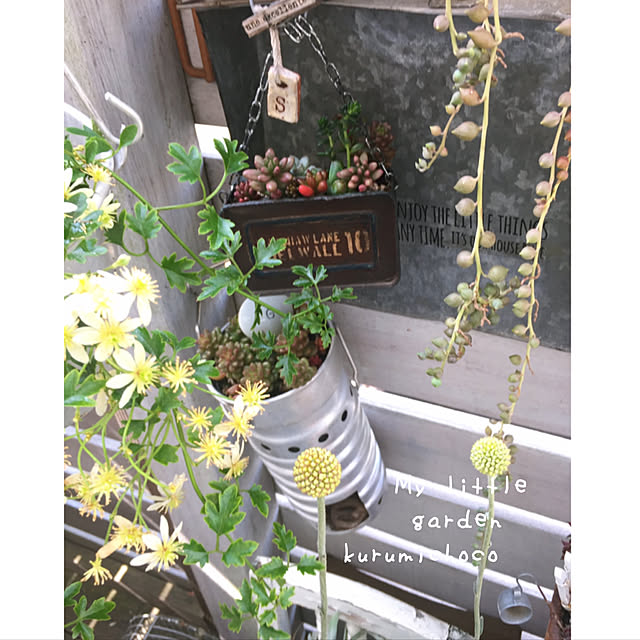 写真付きレビュー クラスペディア グロボーサ 花 苗 夏 ゴールドスティック 1株 宿根草の通販商品 口コミ情報 Roomclipショッピング 写真付きレビュー クラスペディア グロボーサ 花 苗 夏 ゴールドスティック 1株 宿根草の通販商品 口コミ情報 Roomclipショッピング