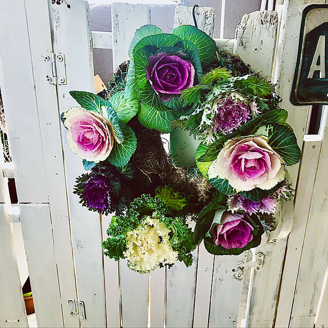 送料無料 葉牡丹 ハボタン色々10株セット お正月寄せ植えに最適 あれこれ混ぜて楽しみなハボタンです 花苗 販売 通販 種類のレビュー クチコミとして参考になる投稿2枚 Roomclip ルームクリップ