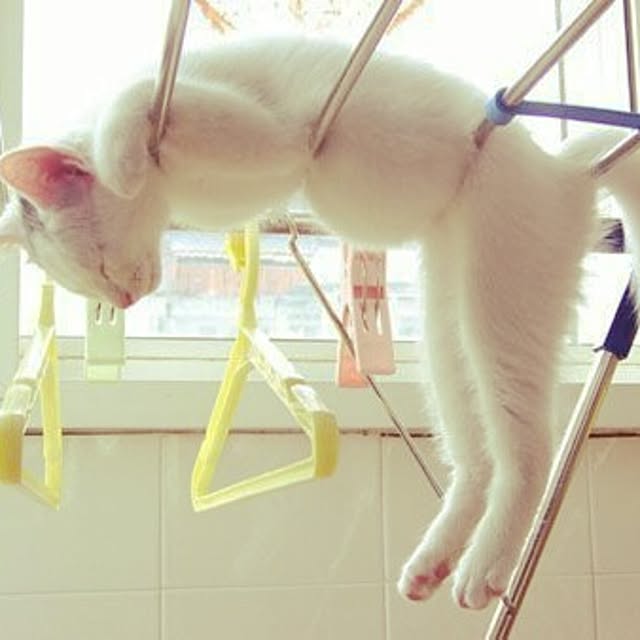 机 人様の猫 おもしろ画像より 無断シェアしてスミマセン ねこバカ部 などのインテリア実例 14 09 03 14 02 26 Roomclip ルームクリップ 机 人様の猫 おもしろ画像より 無断シェアしてスミマセン ねこバカ部 などのインテリア実例 14 09 03 14 02 26 Roomclip ルームクリップ