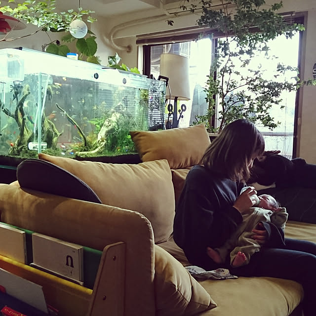 写真付きレビュー】ジェックス GEX AQUARIUM グラステリア900 6点セット メガパワー付属 高さ約50cmハイタイプ 水槽3年保証フレームレス水槽W90×D40×H50.5cm 約160Lの通販商品口コミ情報 | RoomClipショッピング 写真付きレビュー】ジェックス GEX AQUARIUM グラステリア900 6点セット メガパワー付属 高さ約50cmハイタイプ 水槽3年保証フレームレス水槽W90×D40×H50.5cm 約160Lの通販商品口コミ情報 | RoomClipショッピング