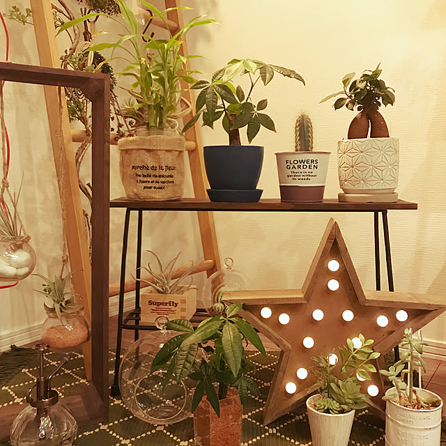 エアプランツ Sサイズおまかせ3個 セット インテリア 花 観葉植物 室内 本物 生花 チランジア 植物 ギフト おしゃれ ミニ エアープランツ エアプランツ Sサイズおまかせ3個 セット インテリア 花 観葉植物 室内 本物 生花 チランジア 植物 ギフト おしゃれ ミニ エアープランツ