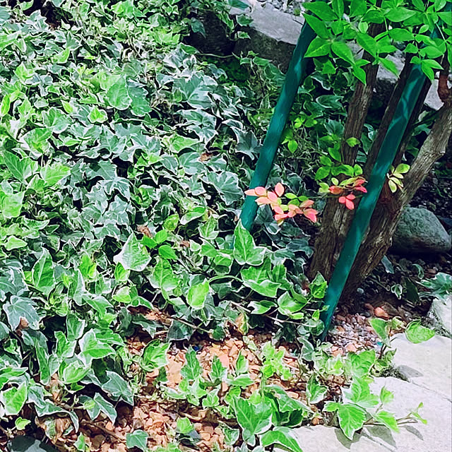 花のまちころぼっくる アイビー ヘデラ ウィリー 3寸ポット苗 ガーデニング 庭づくり 風水 効果 グリーンリース観葉植物 インテリア アレンジ 育てやすいのレビュー クチコミとして参考になる投稿3枚 花のまちころぼっくる アイビー ヘデラ ウィリー 3寸ポット苗 ガーデニング 庭づくり 風水 効果 グリーンリース観葉植物 インテリア アレンジ 育てやすいのレビュー クチコミとして参考になる投稿3枚