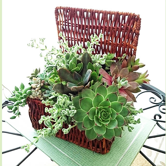 多肉植物 寄せ植え フレッツ 百均 プチプラ最高 Rc の素敵なご縁に感謝 賃貸でも楽しく などのインテリア実例 21 06 05 13 07 53 Roomclip ルームクリップ