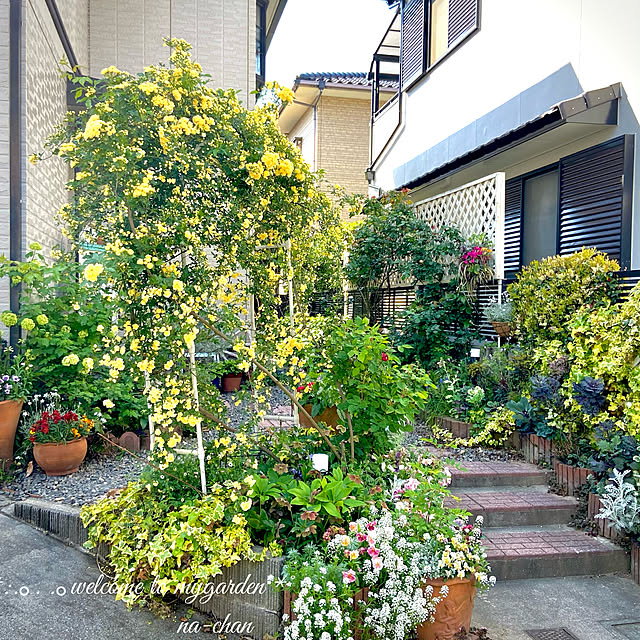 写真付きレビュー 花苗 ヘリクリサム ホワイトフェリー 1鉢 3 5号 草花 即納 Helichrysum White Fairly ホワイトフェアリー ガーデニング 花 苗 花苗 花壇 鉢植え 寄せ植え ハンギング シルバーリーフ 銀葉k 0430 の通販商品 口コミ情報 Roomclipショッピング