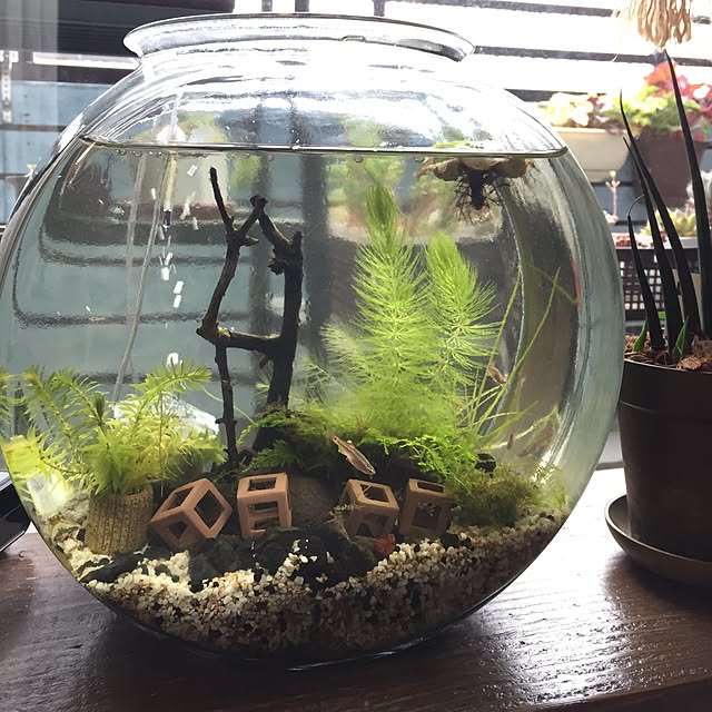 写真付きレビュー 水作エイト コア ミニ 5l以下 水中フィルター メンテナンス簡単 酸素補給 関東当日便の通販商品 口コミ情報 Roomclipショッピング