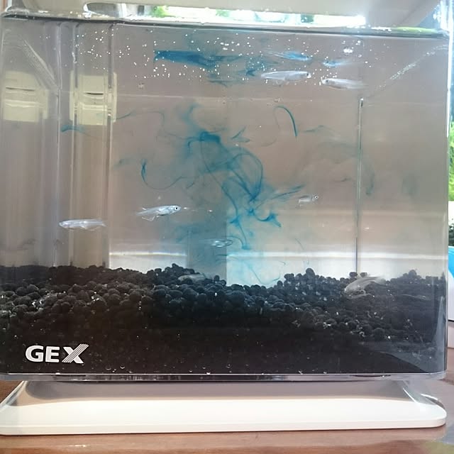 Gex 楽アクア ホワイト 小型水槽 おしゃれ水槽 初心者 関東当日便のレビュー クチコミとして参考になる投稿5枚 Roomclip ルームクリップ