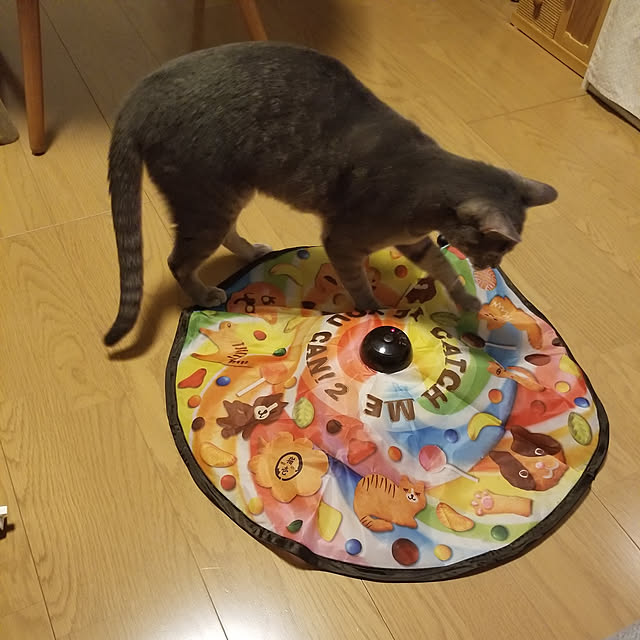 猫壱 Necoichi キャッチ ミー イフ ユー キャン2 猫用電動おもちゃのレビュー クチコミとして参考になる投稿2枚 Roomclip Item