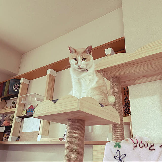 保障できる キャットタワー 多頭飼い 猫用品