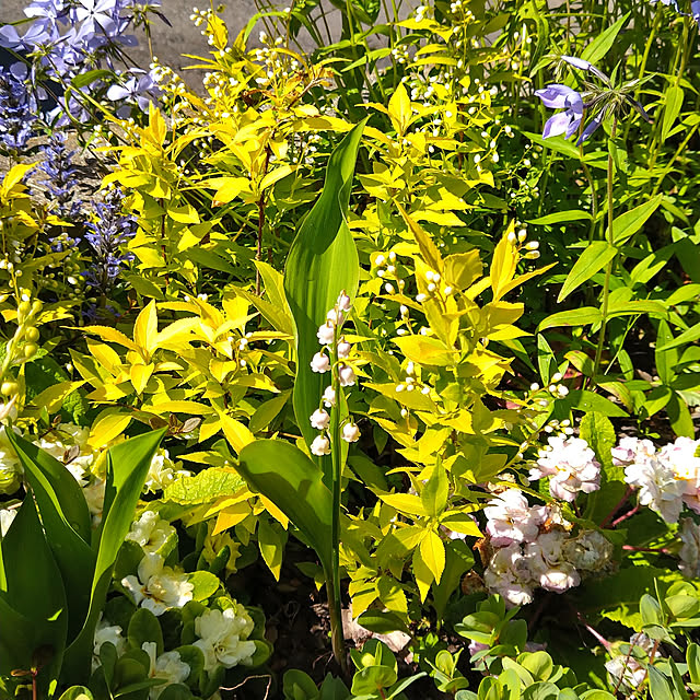 写真付きレビュー フロックス ディバリカータ ブルーパヒューム の通販商品 口コミ情報 Roomclipショッピング 写真付きレビュー フロックス ディバリカータ ブルーパヒューム の通販商品 口コミ情報 Roomclipショッピング