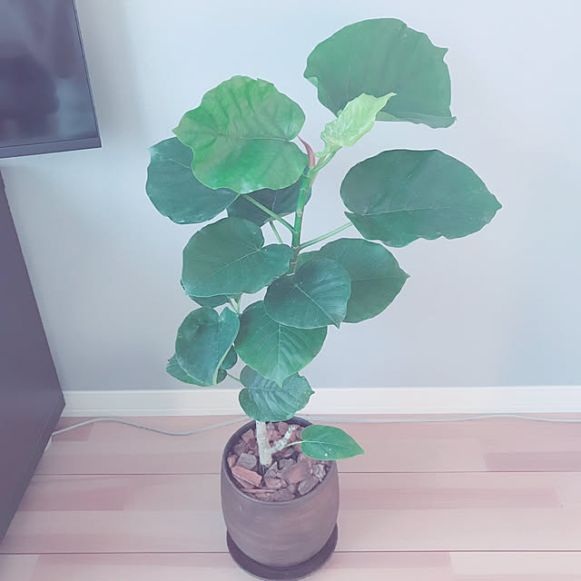ウンベラータ ウッド風 ペイント陶器鉢 Mサイズ 観葉植物 数量限定 茶色 ブラウン 陶器鉢 植木鉢のレビュー クチコミとして参考になる投稿50枚 Roomclip Item ウンベラータ ウッド風 ペイント陶器鉢 Mサイズ 観葉植物 数量限定 茶色 ブラウン 陶器鉢 植木鉢のレビュー クチコミとして参考になる投稿50枚 Roomclip Item