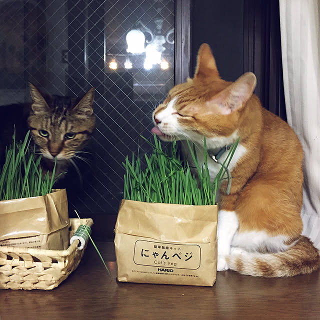 Hario 4 ハリオ 猫草栽培キット にゃんベジ専用 ネコ草 リフィル 2個パックのレビュー 口コミとして参考になる投稿1枚 Roomclip ルームクリップ