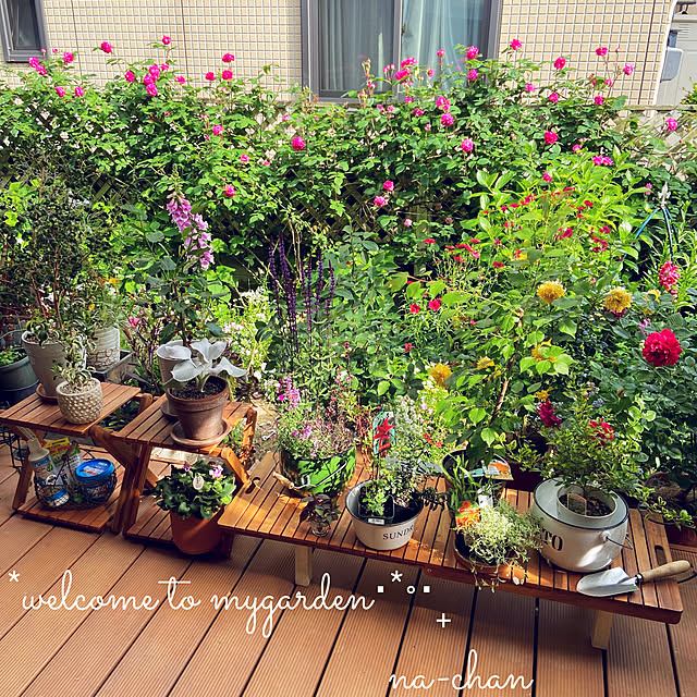 写真付きレビュー 輸入種子 フラックス レッド藤田種子の通販商品 口コミ情報 Roomclipショッピング