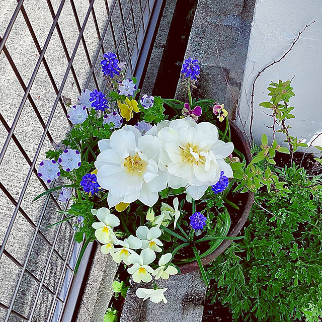 ムスカリ 球根 アルメニアカム 30球 ムスカリの花 ムスカリの球根 秋植え球根のレビュー クチコミとして参考になる投稿6枚 Roomclip ルームクリップ ムスカリ 球根 アルメニアカム 30球 ムスカリの花 ムスカリの球根 秋植え球根のレビュー クチコミとして参考になる投稿6枚 Roomclip ルームクリップ