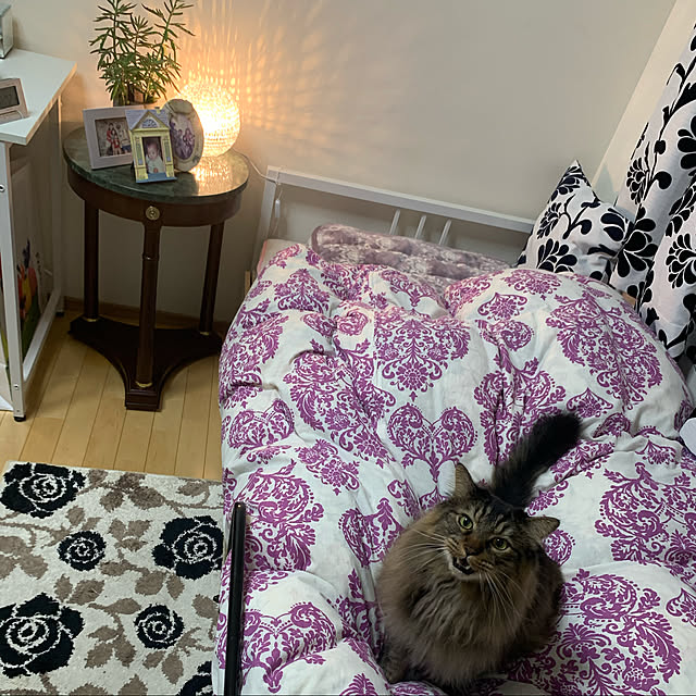 ニトリ シングルパイプベッド バジーナstn2 Wh Ww のレビュー 口コミとして参考になる投稿3枚 Roomclip ルームクリップ