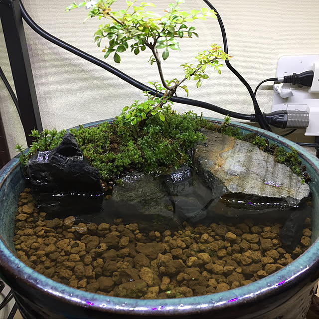 などにつき 新品 睡蓮鉢 金魚 メダカ 浮き草 花柄 睡蓮 鉢 ビオトープ 飼育 浮き草 の通販 By 希望額コメ下さい ラクマ います