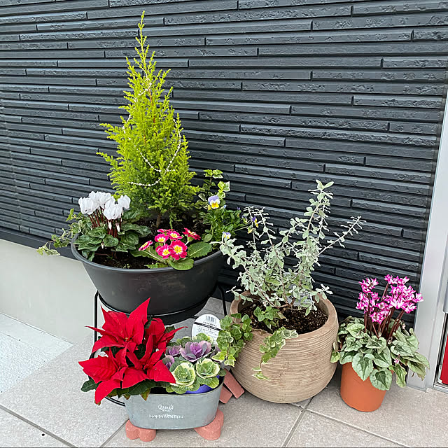 アイリスオーヤマ ライズ ボールプランター 360鉢 鉢植え 植木鉢 ガーデニング 園芸 プランター 花 バラ 果樹 園芸ポット レッドベリー セサミグレー ハーブグリーン マスタードイエローのレビュー 口コミとして参考になる投稿5枚 Roomclip ルームクリップ