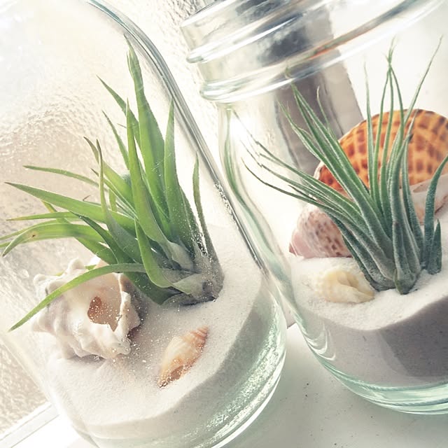 玄関 入り口 貝殻入りの瓶 エアープランツのインテリア実例 14 08 09 09 14 51 Roomclip ルームクリップ