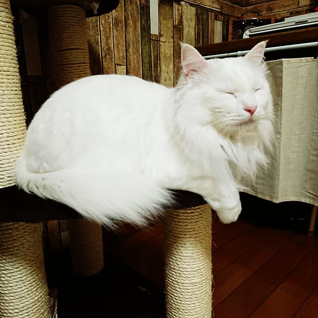 キャティースクラッチリビング ハンモックタワー 1台 キャティースクラッチ 快適ねこ生活 のレビュー クチコミとして参考になる投稿1枚 Roomclip Item