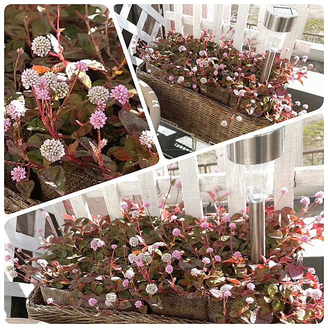 ニトリ ベランダ 目隠しののまとめページ 8ページ目 Roomclip ルームクリップ